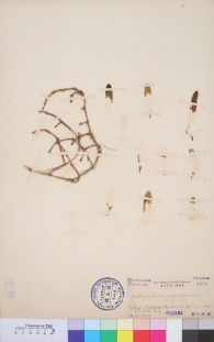 Specimen thumbnail